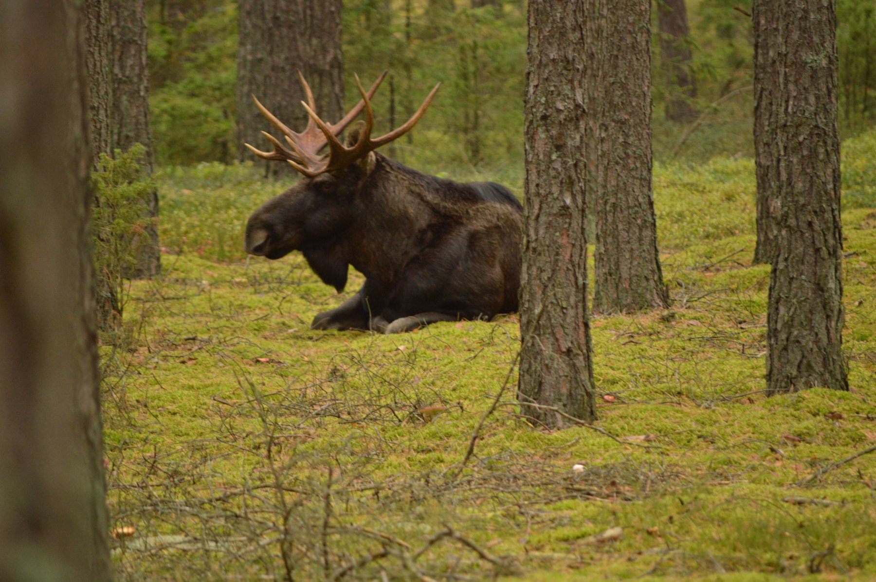 Elch im Wald in Nordostpolen
