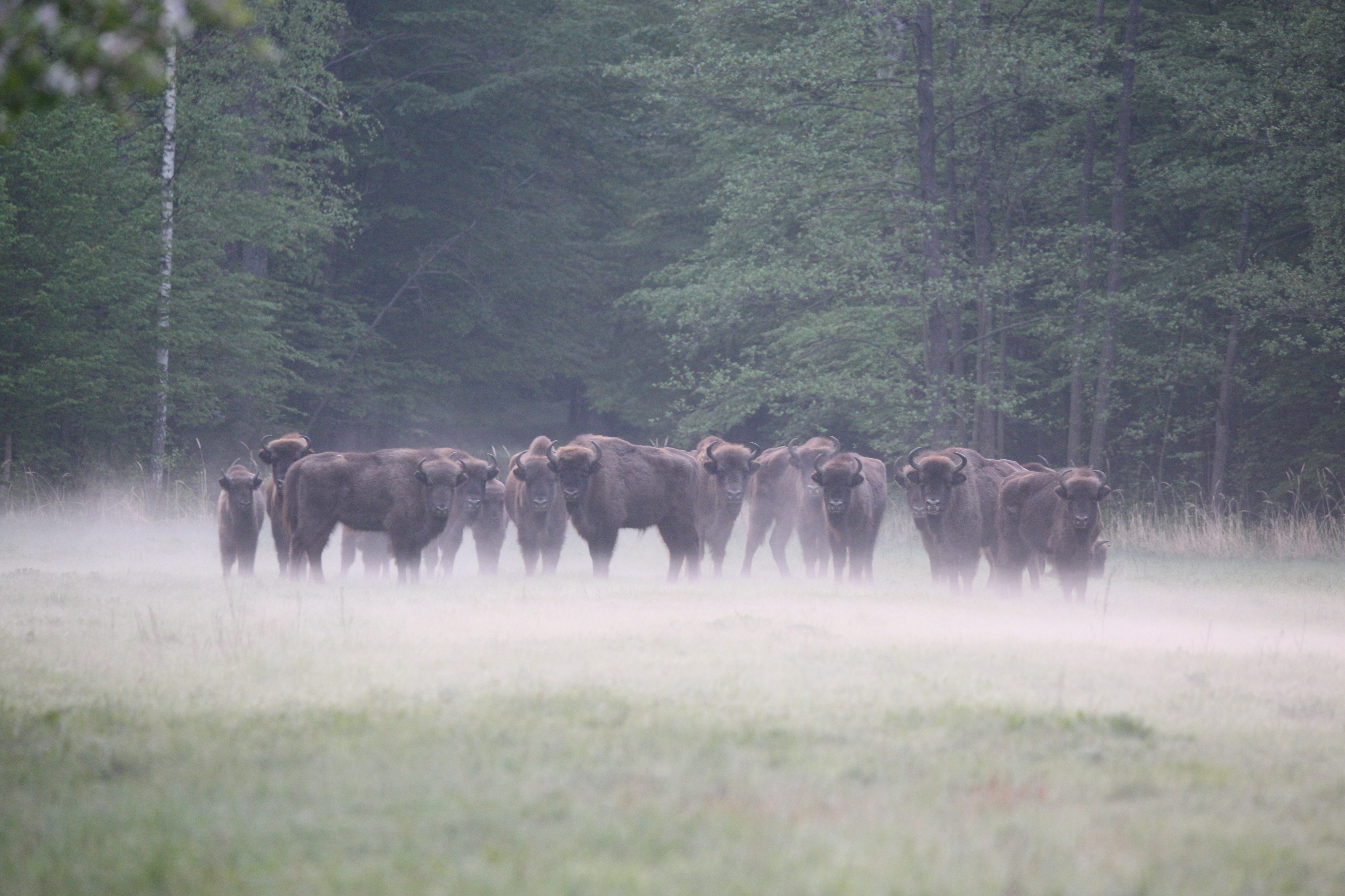 Wisentherde im Morgennebel am Waldrand in Nordostpolen