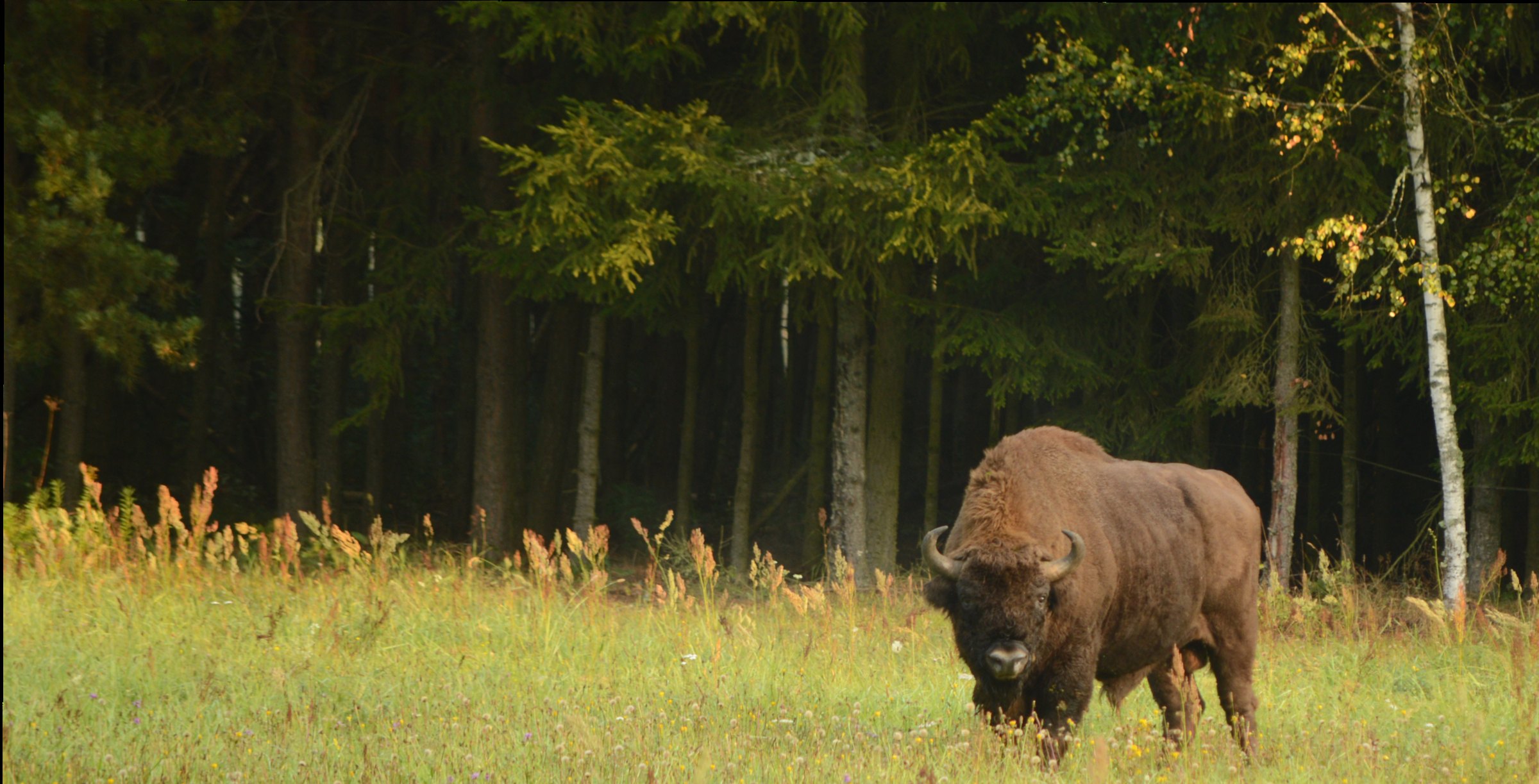 Wisent am Waldrand in Nordostpolen